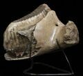 Partial Mammoth Lower Jaw With Huge Molar - North Sea #35699-1
